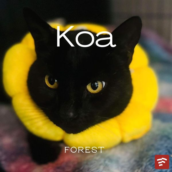 Koa Mp3 Download